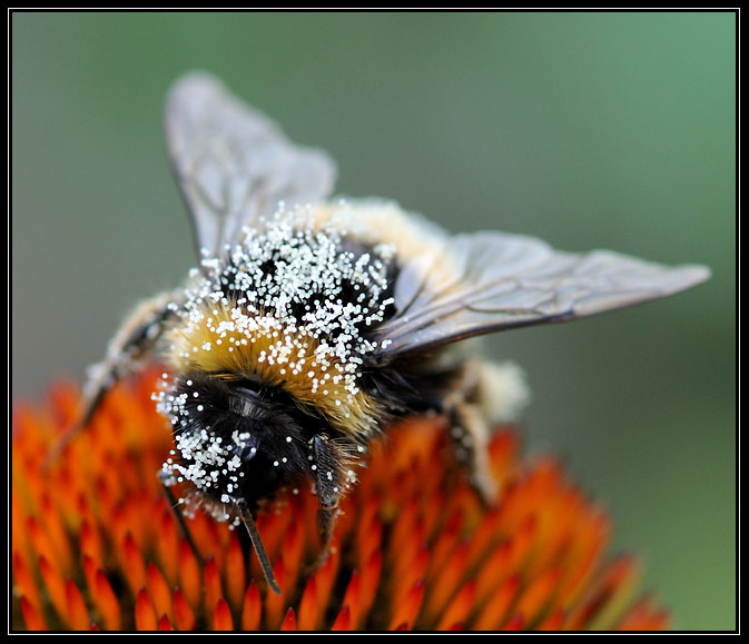 Dame mouche se régale